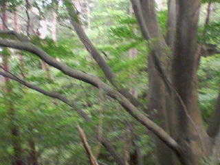 PA0_0009.JPG